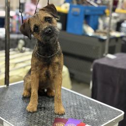 Jo - Border Terrier