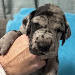 Merle male - Merle male Great Dane puppy in Bullhead City, Arizona from Colra Danes