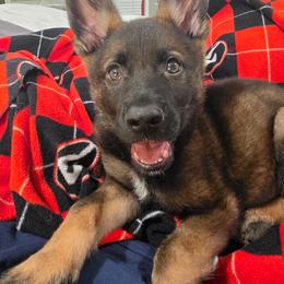 Sable Boy 2 - Sable male German Shepherd puppy in Jacksonville, Florida from El Dorado
