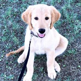 Birdee - Golden Golden Retriever puppy in Wichita Falls, Texas from Texas Gold Rush