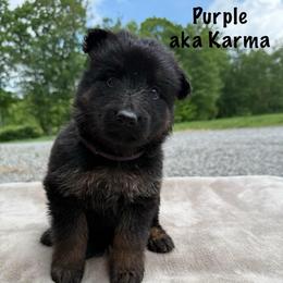 Purple AKA Karma - Black and silver female German Shepherd puppy in Terra Alta, West Virginia from Shepherd Country Farm and Kennels