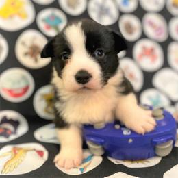 Flare - Cardigan Welsh Corgi puppy in Quinlan, Texas from Fable Cardigan Welsh Corgis