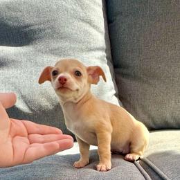 Pending - Gold and white female Chihuahua puppy in Alvord, Texas from Gift of Gods Favor