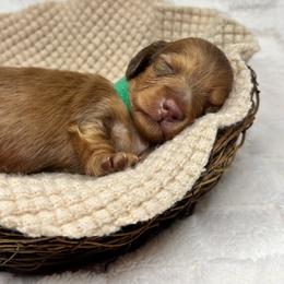 Dachshund Puppies from Redland Dachshund Grove