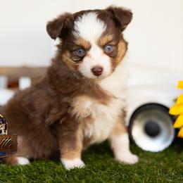 Mary - Red tri female Toy Australian Shepherd puppy in Granbury, Texas from Best Little Aussies