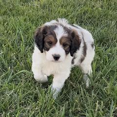 Snoopy - Black white and tan male Springerdoodle puppy in Washington, Indiana from Sugarland Puppies