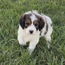 Snoopy - Black white and tan male Springerdoodle puppy in Washington, Indiana from Sugarland Puppies