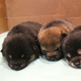 Shiba Inu Puppies from Boomlay Shiba