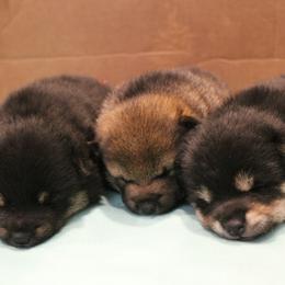 Shiba Inu Puppies from Boomlay Shiba