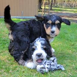 Bernedoodle and Bernese Mountain Dog Puppies from NW Bernedoodles of Washington