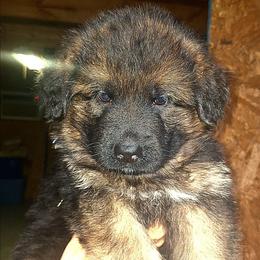 Irwin vom LegendLand - Black and red male German Shepherd puppy in Hillsborough County, Florida from Vom Legend Land