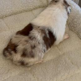 Red Merle Male 1 - Red merle male Australian Shepherd puppy in Rolla, Missouri from Lazy J Aussies