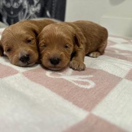 Orange - Red  female Goldendoodle puppy in Shingle Springs, California from Creamy Retrievers