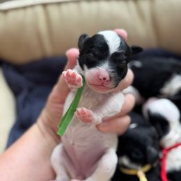 Ember - Black and white female Sheepadoodle puppy in Wharton, Texas from Little Fur Friends