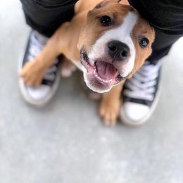 American Staffordshire Terrier Puppies from Liberty Am Staffs