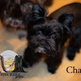 Charlie - Yorkshire Terrier