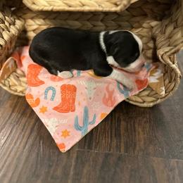 Cowgirl - Black tri female Miniature Australian Shepherd puppy in Doddridge, Arkansas from Huddleston Farm