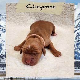Cheyenne - Dark golden female Golden Retriever puppy in Shelton, Washington from Kennedy Goldens