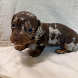 Anna - Dapple female Dachshund puppy in Pollok, Texas from Magnolia Kennels