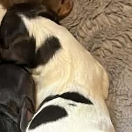 Girl 1 - Piebald female Dachshund puppy in Michigan from Amberly's Dachshunds