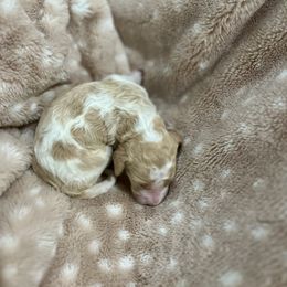 Goldendoodle Puppies from Sugar Doodles