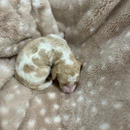 Goldendoodle Puppies from Sugar Doodles