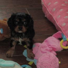 Male 1 - Black and tan male Cavalier King Charles Spaniel puppy in Harvard, Illinois from Lori's Cavalier King Charles Spaniels & Dachshunds