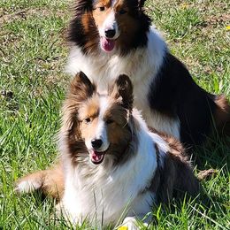 Shetland Sheepdogs from Kayla's Shelties