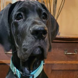 Finnegan - Black Great Dane puppy in Martinsville, Indiana from Dusty Dream Danes