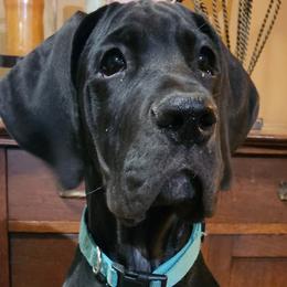 Finnegan - Black Great Dane puppy in Martinsville, Indiana from Dusty Dream Danes