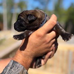 Gray - boy - Yellow male Leonberger puppy in Gilmanton, New Hampshire from Stonewall Leonbergers