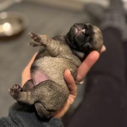 Pug Puppies from Sweet Mercy Farm