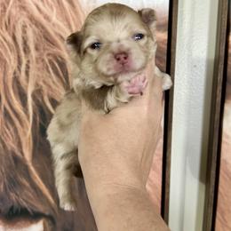Katori - Chocolate merle female Pomeranian puppy in Inola, Oklahoma from My Bella’s Pomeranians