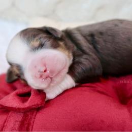 Saint - Merle male Bernedoodle puppy in Bowling Green, Ohio from Windy Creek Doodles