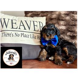 Blue boy - Phantom male Bernedoodle puppy in Altura, Minnesota from Whitewater Bernedoodles & Bluffside Berners