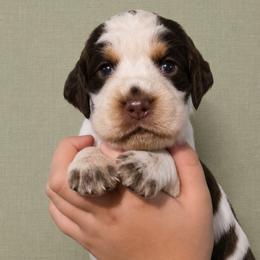 Major - Liver white and roan male English Springer Spaniel puppy in Fort White, Florida from Thunderbird Springers