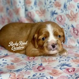 Salem - Ruby female Cavalier King Charles Spaniel puppy in Nashville, Arkansas from Rocky Road Puppies