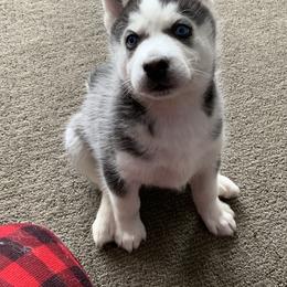 Siberian Husky Puppies from Myths and Legends Siberian Huskies