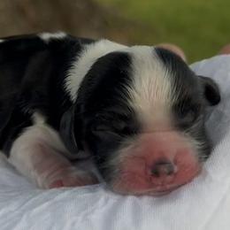 Cocker Spaniel Puppies from Southern Sunset Cockers