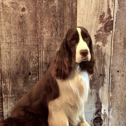 Diesel - English Springer Spaniel