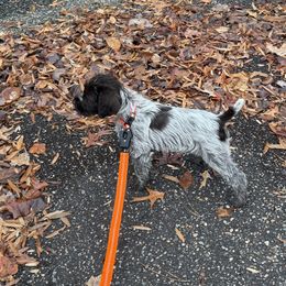 Boy 4 - male Wirehaired Pointing Griffon puppy in Clear Spring, Maryland from Moonshine's Wirehaired Pointing Griffons