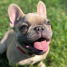 French Bulldogs from Undeniabull French Bulldogs