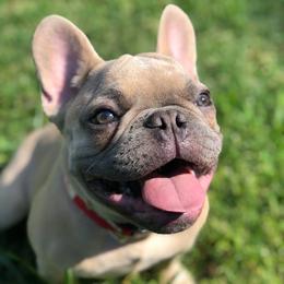 French Bulldogs from Undeniabull French Bulldogs