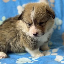 Boy 3 - Red male Pembroke Welsh Corgi puppy in Moulton, Alabama from Reed's Pembroke Corgi Welsh