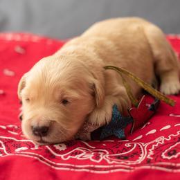 Ms. Yellow - Golden female Golden Retriever puppy in Brentwood, California from Golden M Family Farms