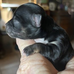 Tino - Black and tan Chihuahua puppy in Tecumseh, Oklahoma from Callie’s Happy Chihuahuas, Callie’s Happy Treasures LLC
