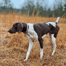 Ellie - German Shorthaired Pointer