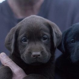 Labrador Retrievers from Onyahsa Kennels