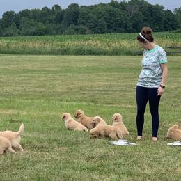 Golden Retriever Puppies from Lake Champlain Goldens
