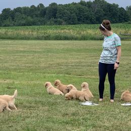Golden Retriever Puppies from Lake Champlain Goldens